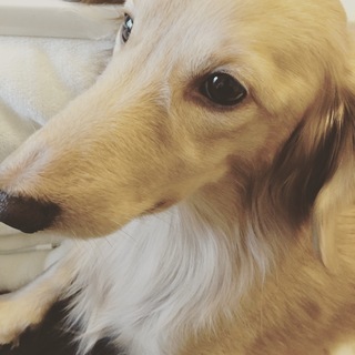 ドッグラン一緒にいける犬のお友達を募集してます。