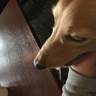 ドッグラン一緒にいける犬のお友達を募集してます。 - 新宿区