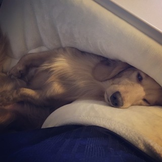 ドッグラン一緒にいける犬のお友達を募集してます。 - 友達