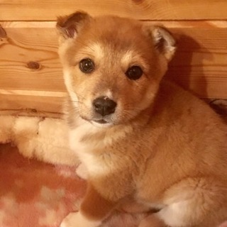 コロコロ可愛い男の子 1か月半