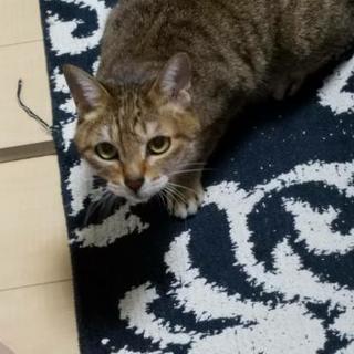 成猫の里親さん至急探しています