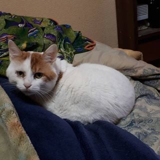 保護猫11才　♂