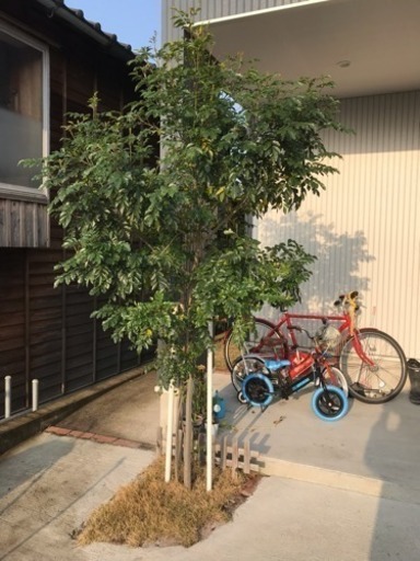 シマトネリコですシンボルツリーにいかがですか⁉️
