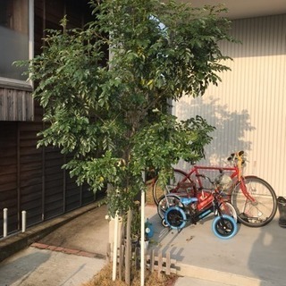 🌲シマトネリコ🌲です😊シンボルツリーにいかがですか⁉️