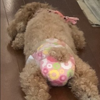 ワンコ好きな人集まれﾜﾝｯ🐾