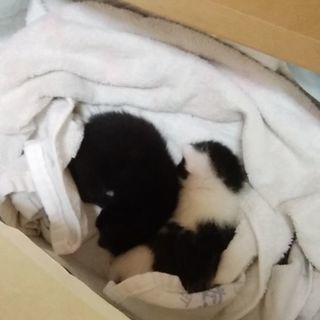 子猫拾いました