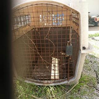 特注品です!!大型犬用クレート差し上げます！