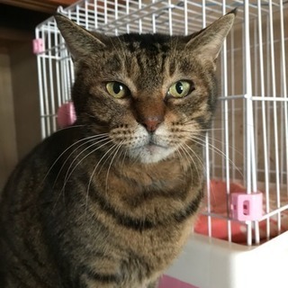 大きな身体でビビりな小心者のハムカツくん