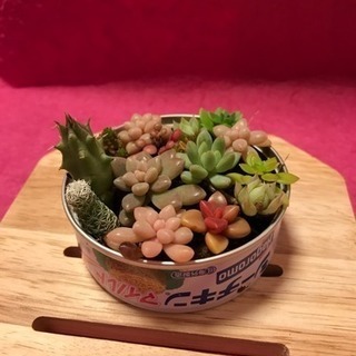 多肉植物3