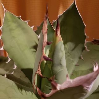 園芸男子仲間募集