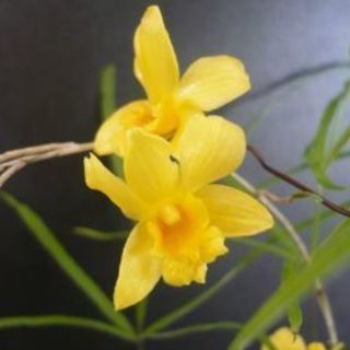 園芸男子仲間募集 - 上伊那郡