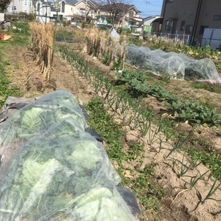 菜園仲間募集