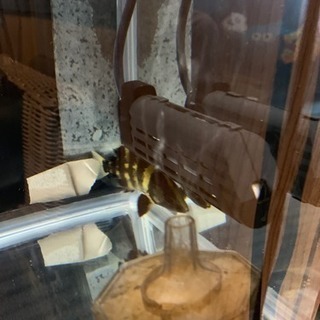 ニューギニアダトニオ