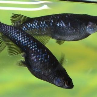 メダカ　極上ブラックダイヤ(オロチラメ)針子５匹　サイズss-s
