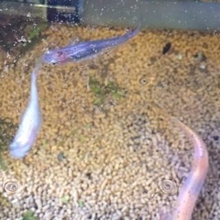    ライズ2号の画像