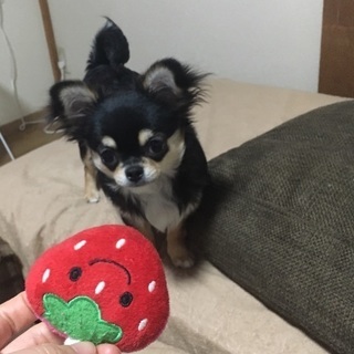 犬友達募集