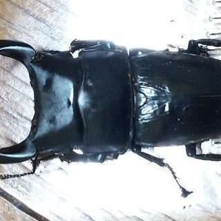 緊急！オオクワガタ2ペア･ヒラタ1ペア･コクワガタ1ペア
