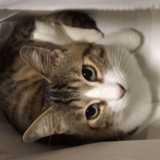 迷子猫探し