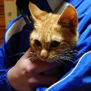 里親さま決定しました！子猫(生後３～４ヶ月)男の子  