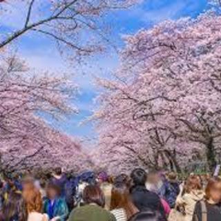 上野公園でお花見の場所取りをお願い致しますm(_ _)m