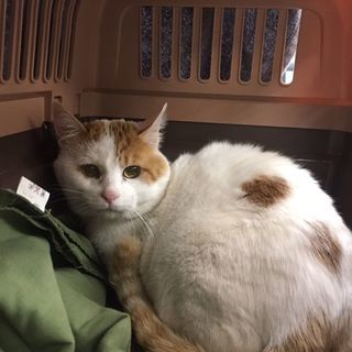 保護猫11才　♂ - 猫