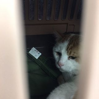 保護猫11才　♂ - 三郷市
