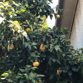 グレープフルーツ取り放題の画像