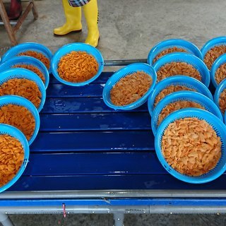 養殖昆布作業員の画像