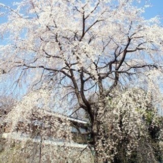 府中・調布 しだれ桜とマグノリア鑑賞お散歩