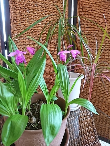 つぼみ付きシラン