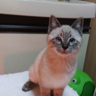 ★募集一時停止致します★甘えたやんちゃな２ヶ月半のシャムトラくん♥️