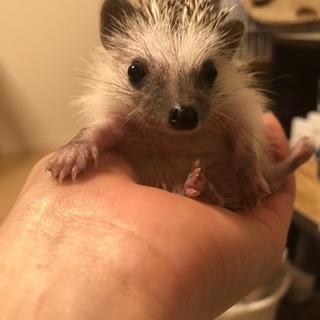 ハリネズミの赤ちゃん里親募集