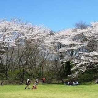お花見＆人狼ゲームの会　4月7日（日）佐倉城址公園