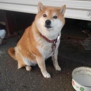【里親決定】飼い主が亡くなり行き場のない柴犬(メス)の里親募集
