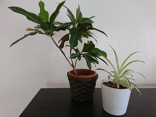 観葉植物