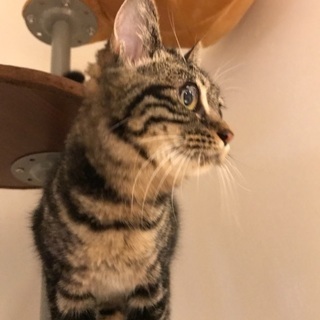 アメショー風キジ猫ちゃん