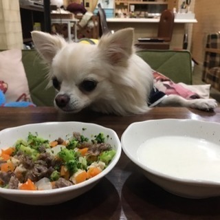 ドッグカフェ - 地元のお店