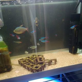 熱帯魚　格安