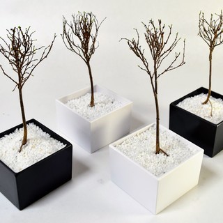 ドライ盆栽・手作り体験教室：初級・初心者コースの画像