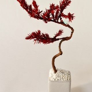 ドライ盆栽・手作り体験教室：初級・初心者コースの画像