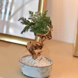 ドライ盆栽・手作り体験教室：初級・初心者コース