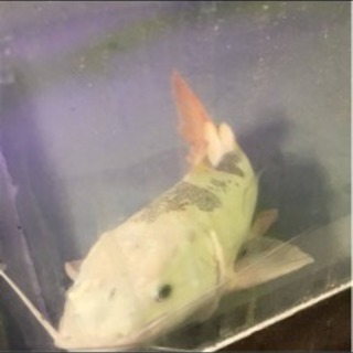 プラチナレッドテールキャット 40センチ〜45