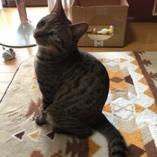 6ヶ月くらいのキジトラ猫♂里親さんが決まりました！