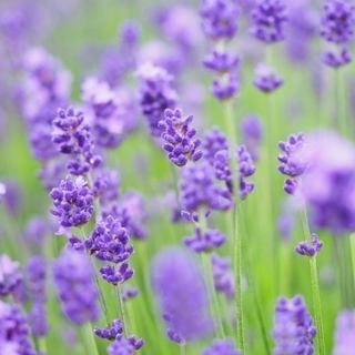 花粉症対策に！ ハーブ・アロマでセルフケア