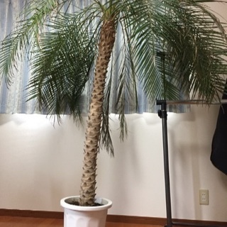 観葉植物  フェニックス・ロベレニー  ヤシの木