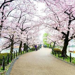 🌸お花見会 ３月３０日 @新宿 - 新宿区