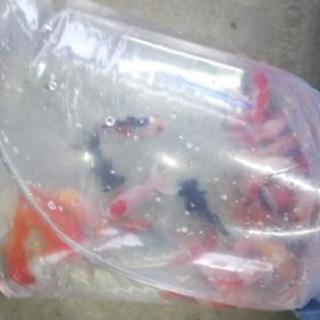 カインズ川島朝市 金魚すくい寒いかなー