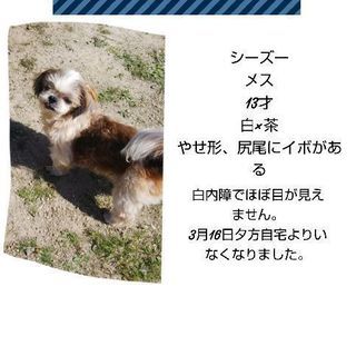 シーズーの老犬いなくなりました