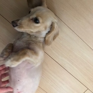 里親様 見つかりました。お問い合わせありがとうございました。ミニ...