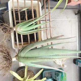 アロエベラ50センチ